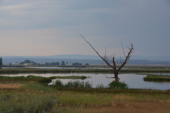 the refuge